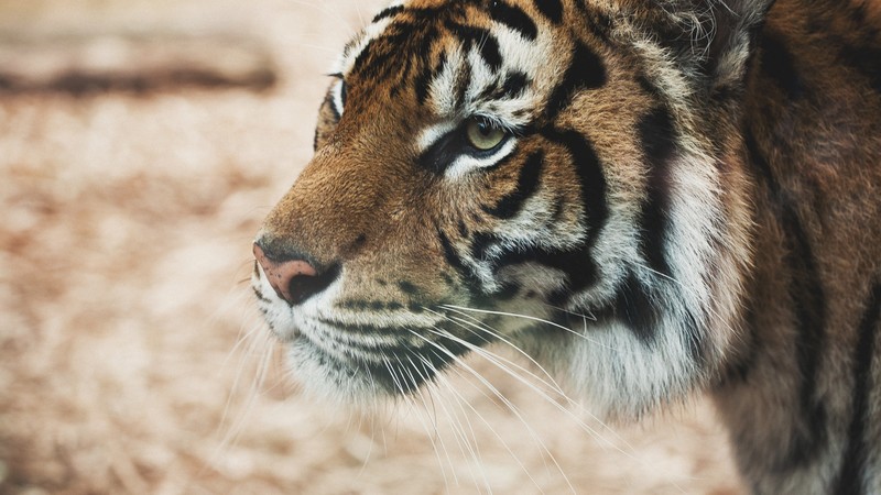 Tiger, savanna, look, cute animals