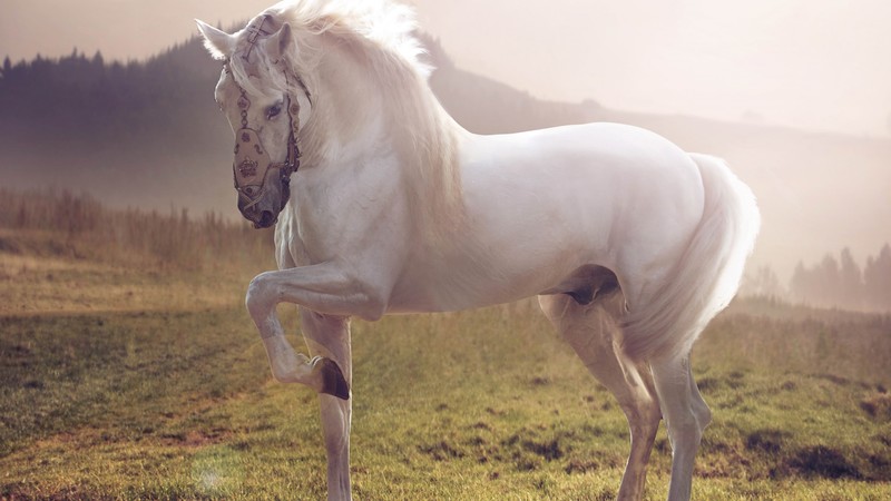 Horse, cute animals, sunset