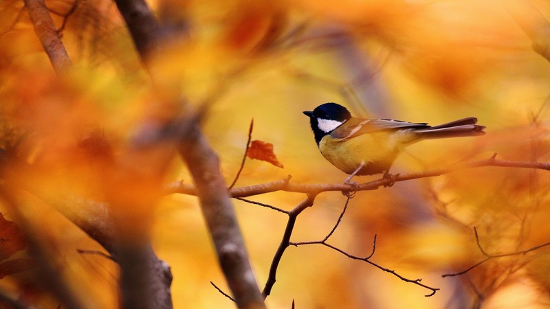 Tit, autumn, tree, blur
