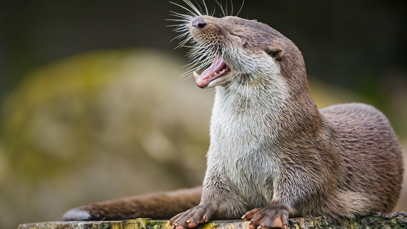 otter, cute animals, funny