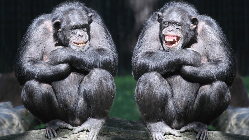 chimpanzee, couple, cute animals, monkey, funny