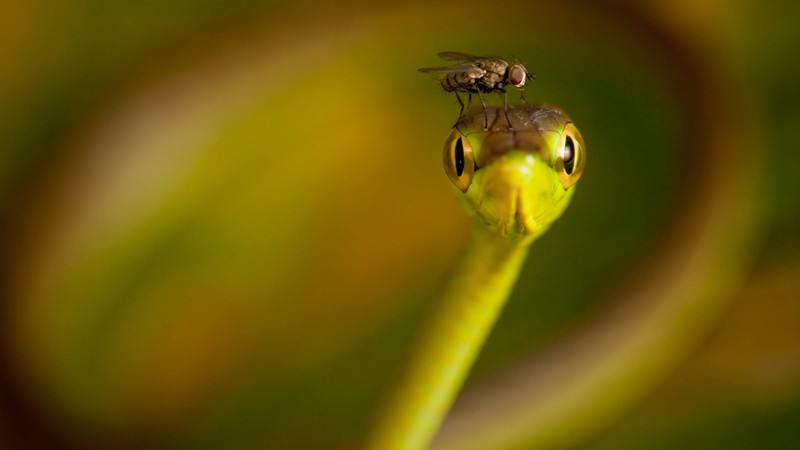Fly, snake, macro, blur