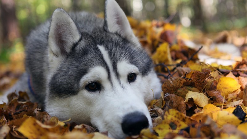 Husky, dog, cute animals, funny