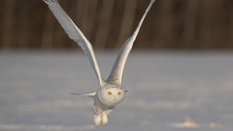 Owl, cute animals, funny, flight