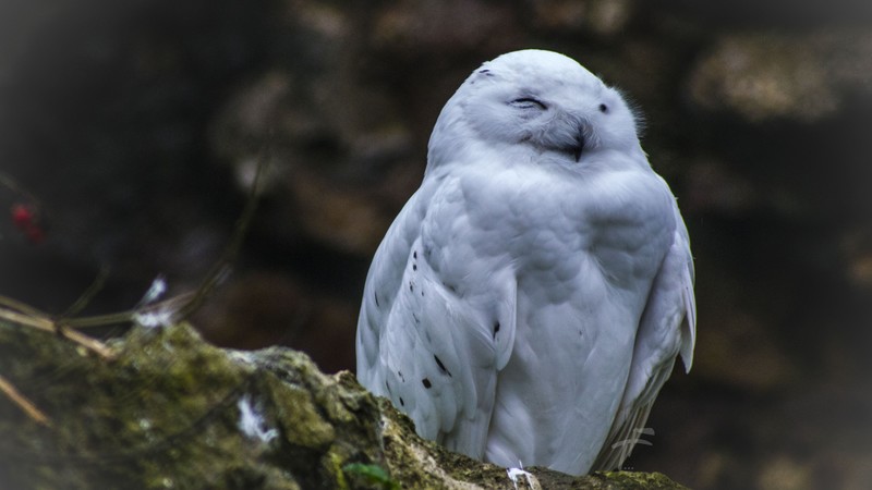 Owl, cute animals, funny