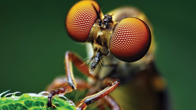 Fly, eye, macro