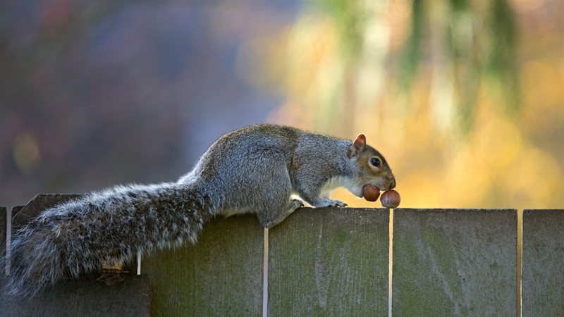 Squirrel, cute animals, funny