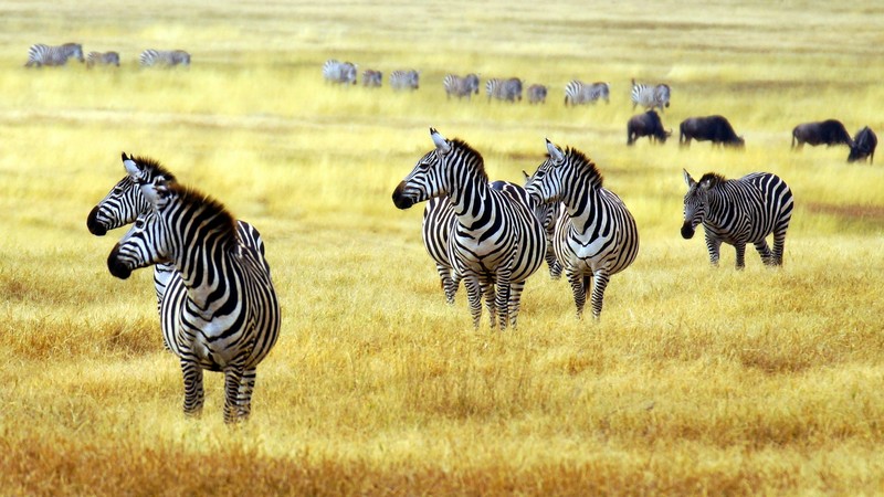 Zebra, savanna, cute animals