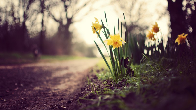 Daffodils, 4K, flowers, spring, nature