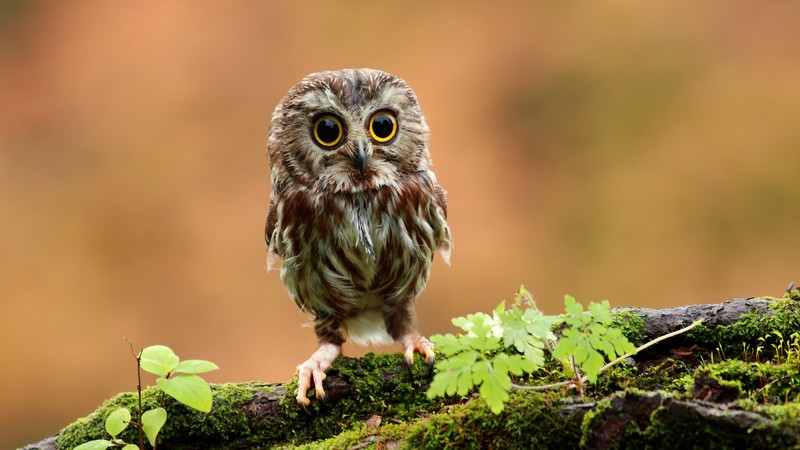 Owl, chicken, forest, eyes