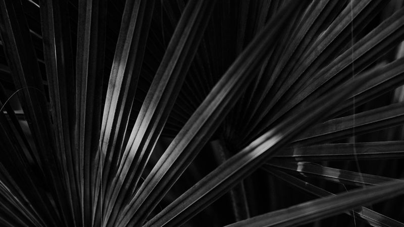 bw, leaf, leaves, dark, 4k