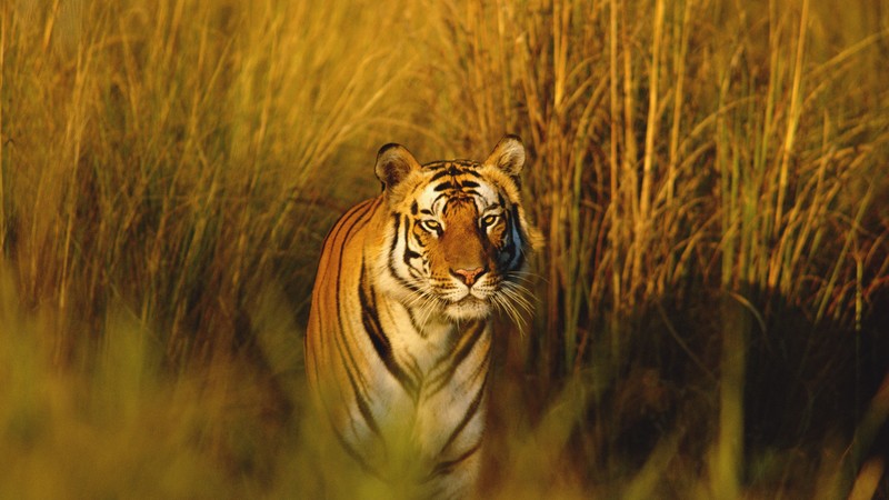 Bengal Tiger, National Geographic, tiger, hunter, predator