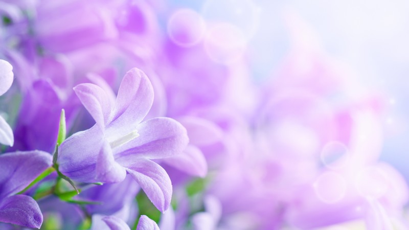 Morning glory, 4k, purple, flowers, rays
