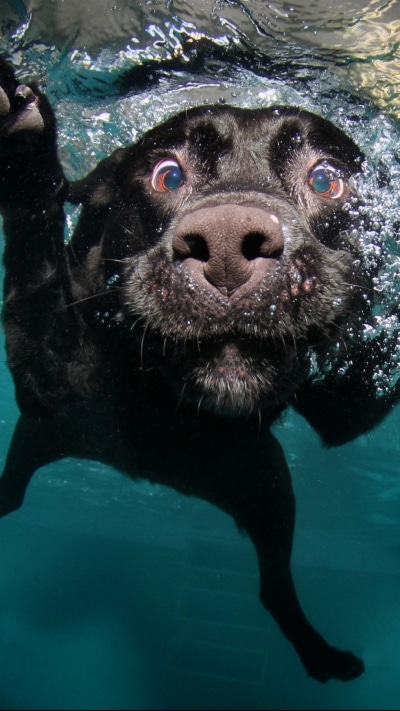 Animal Labrador Retriever, Water, Labrador, Underwater, Dog, 1080x1920