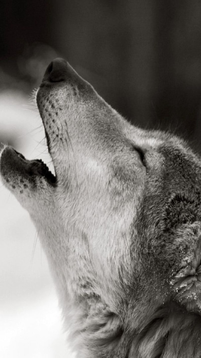 Animal Wolf, 1080x1920