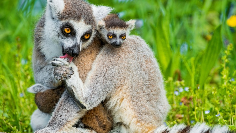 Lemurs, lemur, animals, Cute animals, summer