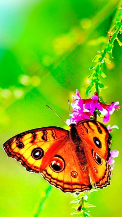 Animal Butterfly, Green, Spring, Colorful, Nature, 1080x1920