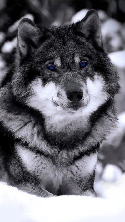 Animal Wolf, Snow, 1080x1920