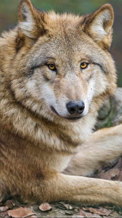 Animal Wolf, 1080x1920
