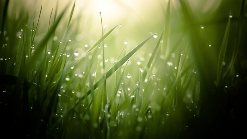 Grass, 4k, green, drops, dew, sun, rays