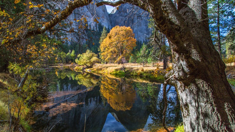 Yosemite, 4k, forest, OSX, apple, mountains