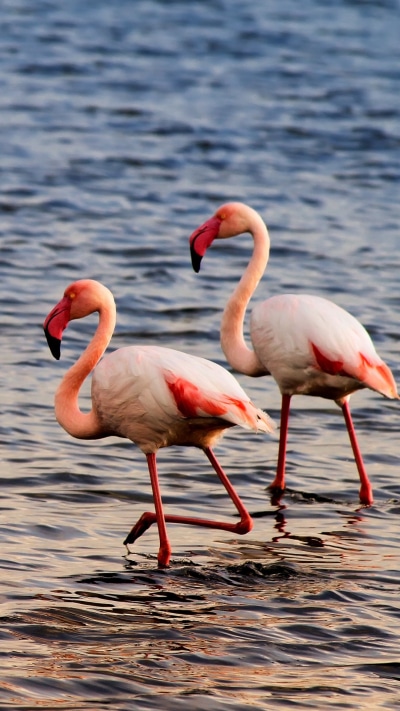 Animal Flamingo, 1080x1920