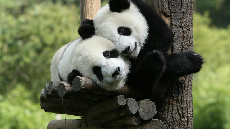 Panda, Giant Panda Zoo, China, Cute animals
