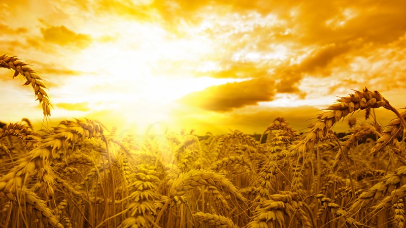 Ears, 4K, wheat, sun, sky, yellow