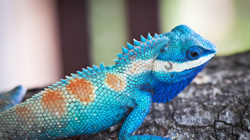 Lacerta viridis, Blue iguana, tree, nature, reptiles, animal, lizard