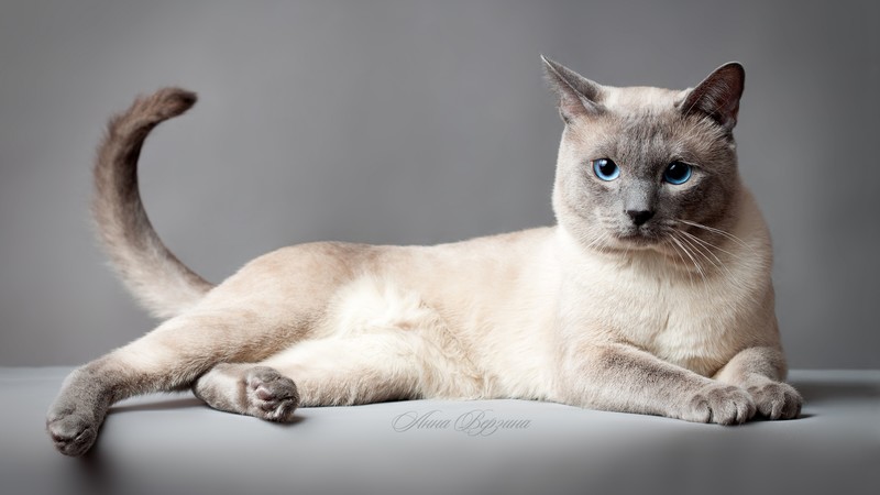 Thai cat, blue eyes, animal