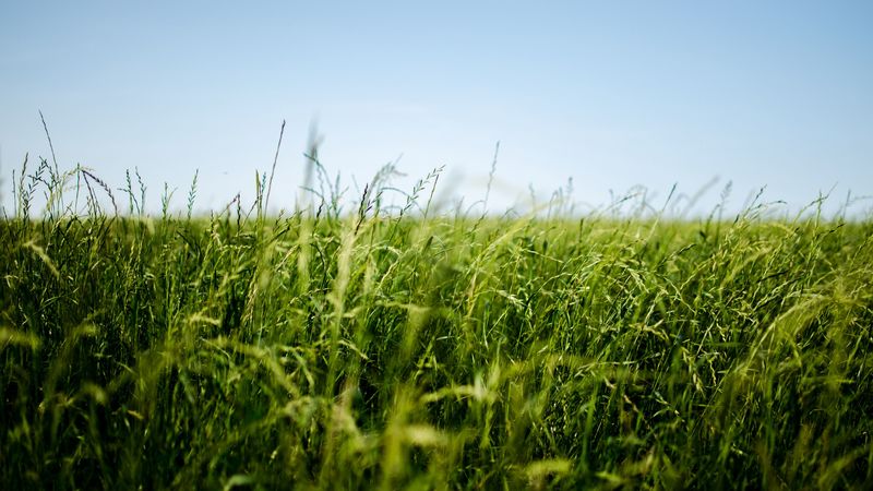 field, grass, green, ear, 4k