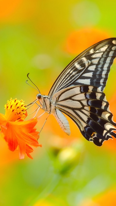 Animal Butterfly, 1080x1920