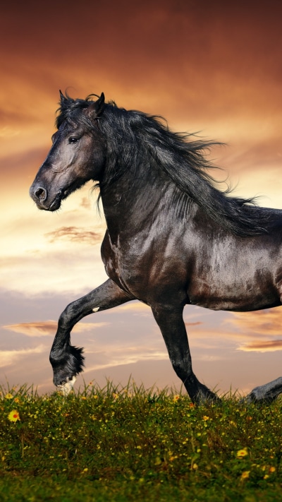 Animal Horse, 1080x1920