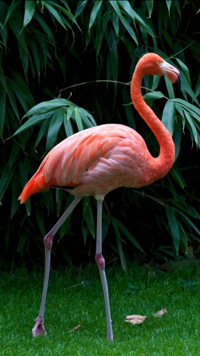 Animal Flamingo, 1080x1920