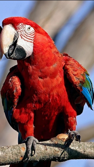 Animal Red-and-green Macaw, 1080x1920