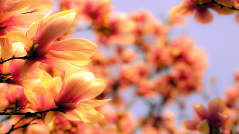 Magnolia, 4k, Asia, spring, flower