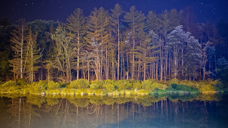 android, 4K, forest, landscape, night, pond