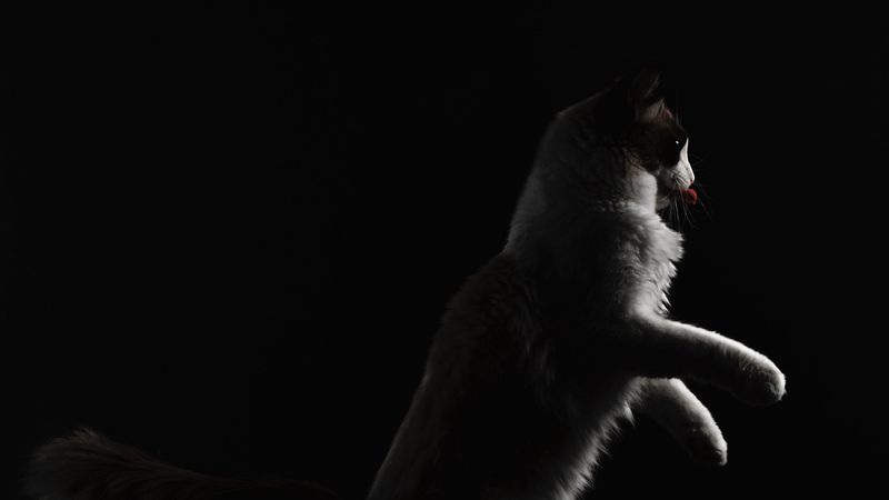 cat, protruding tongue, pet, funny, black, 4k