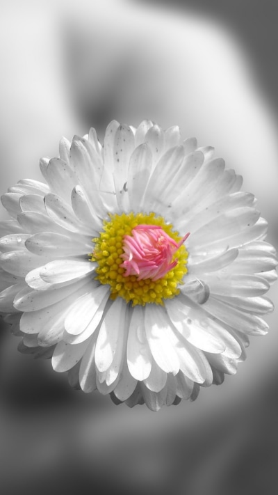 Earth Flower, 1080x1920