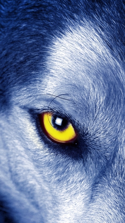 Animal Wolf, Eye, 1080x1920