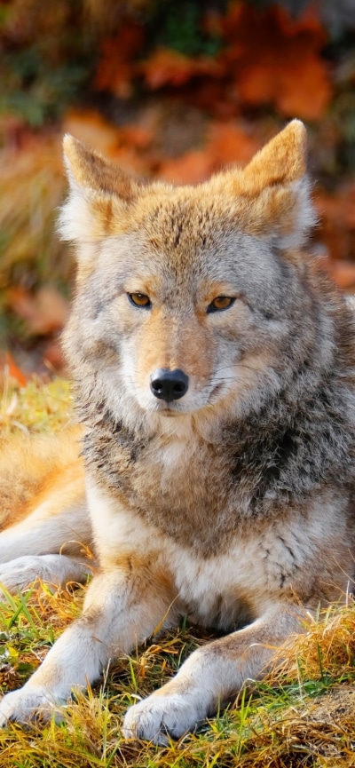 Animal Wolf, 828x1792