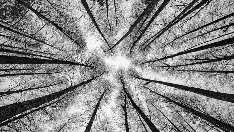 bw, trees, bottom view, branches, 4k