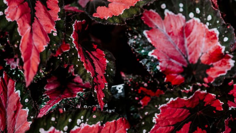 leaves, plant, houseplant, colored, 4k