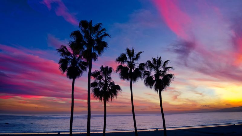 palm trees, sunset, silhouette, horizon, 4k