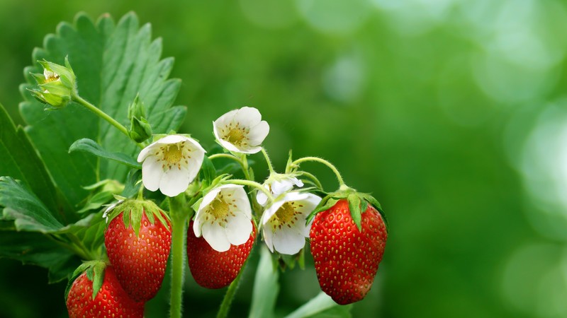 strawberries, greens, flowers, bokeh,