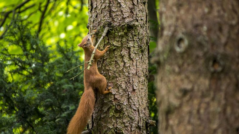 squirrel, beast, tree, bark, 4k