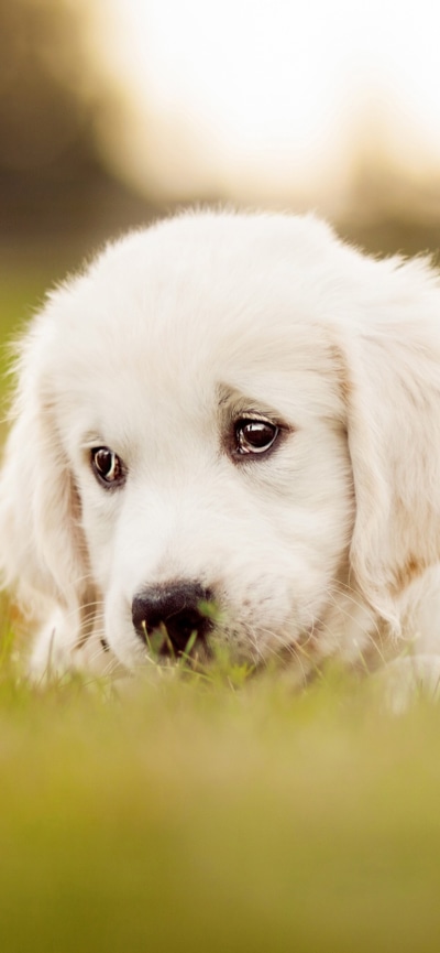 Animal Labrador Retriever, Baby Animal, Puppy, Dog, 828x1792