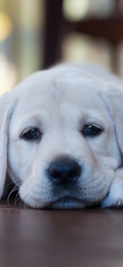 Animal Labrador Retriever, Dog, Puppy, 828x1792