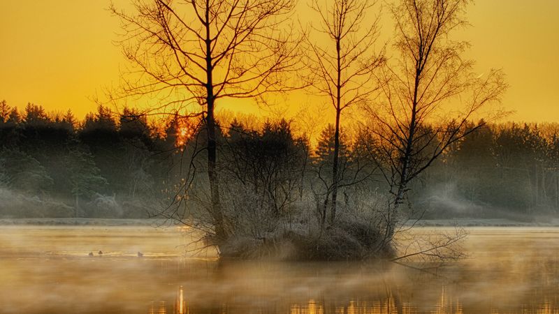 lake, trees, fog, dusk, nature, 4k
