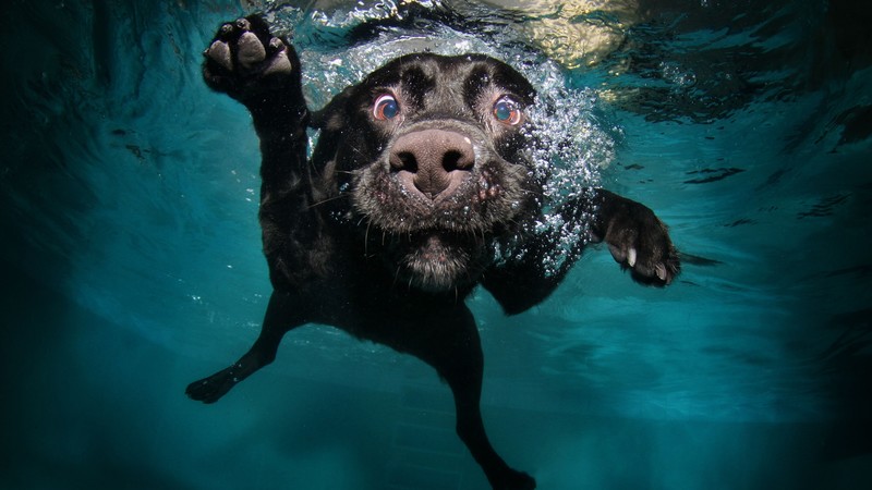 Dog, 4K, puppy, black, underwater, funny, animal, pet, water bubbles